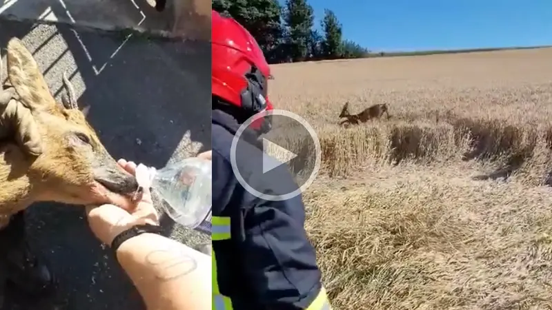 Les pompiers des Ardennes sauvent un brocard coincé dans un jardin privé