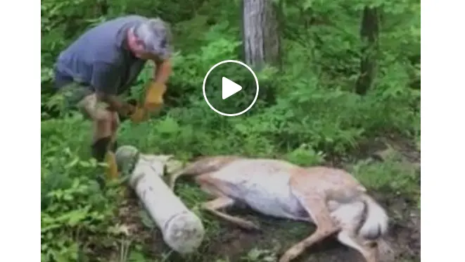 sauvetage-cerf-de-virginie