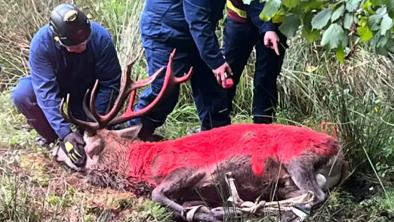 sauvetage-cerf-vosges