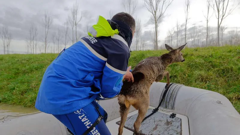 Un chevreuil sauvé des inondations par la gendarmerie