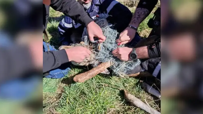 sauvetage de daims dans la Loire