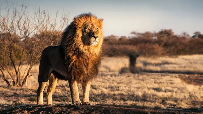 133 scientifiques britanniques expliquent pourquoi la chasse aux trophées protège en réalité les animaux