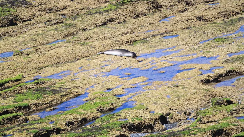 Grippe aviaire : des dizaines de lions de mer découverts morts sur les plages Argentines inquiètent les autorités