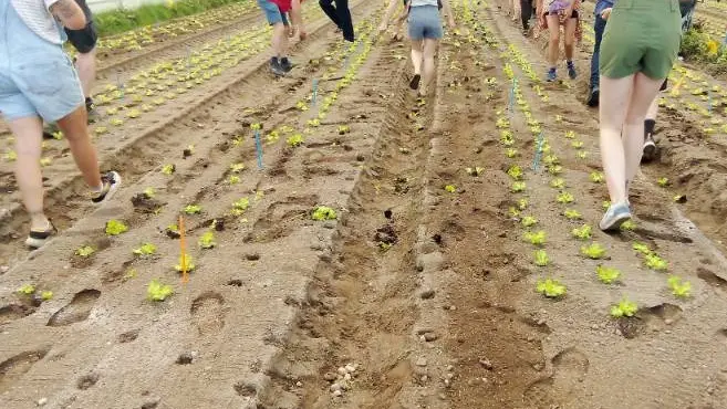 Des militants écologistes détruisent une serre dédiée aux nouvelles techniques maraîchères
