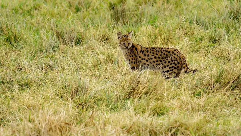 Le serval pourrait-il un jour se retrouver à l’état sauvage en France?