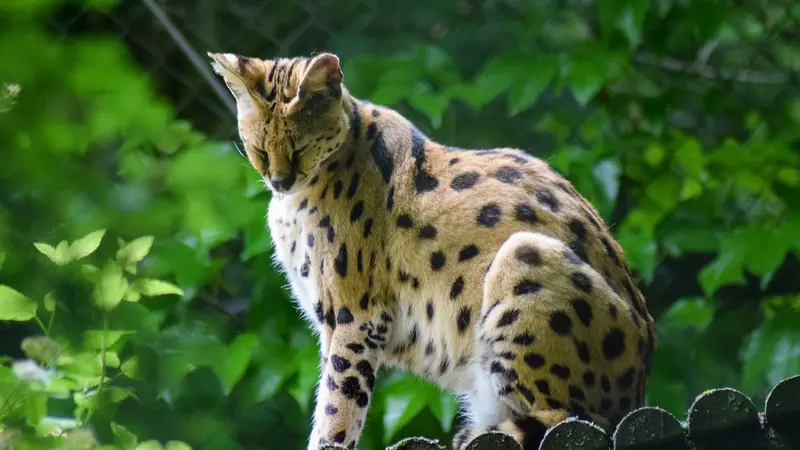 Un serval récupéré par l’OFB dans un jardin à Montpellier