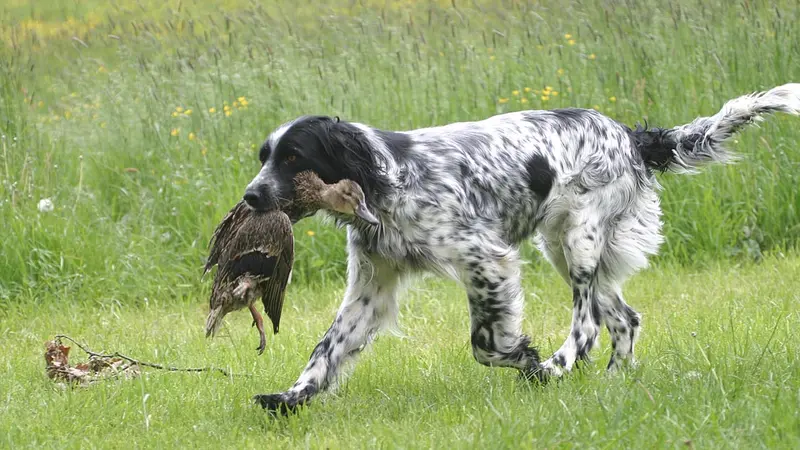 Setter Anglais