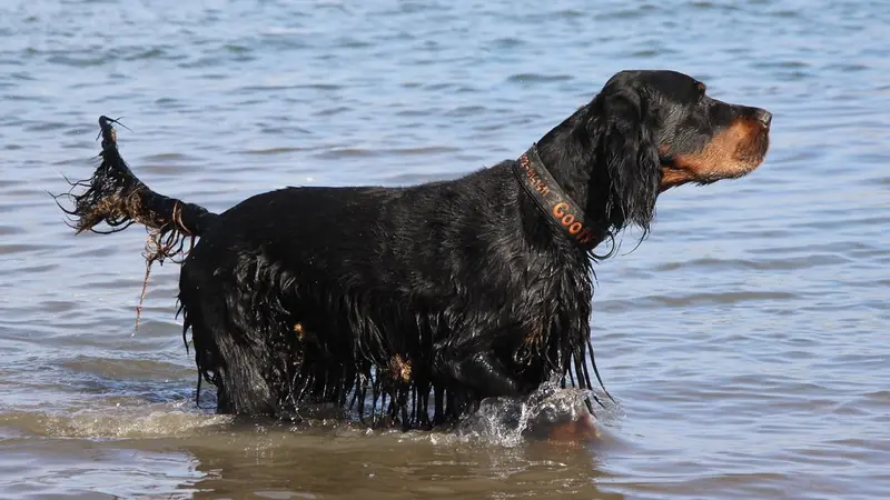 Setter gordon