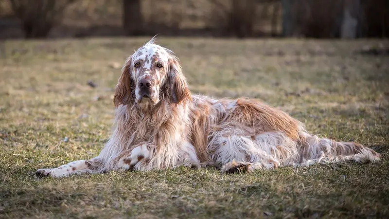 L’ode aux chiens d’arrêt, nos fidèles compagnons