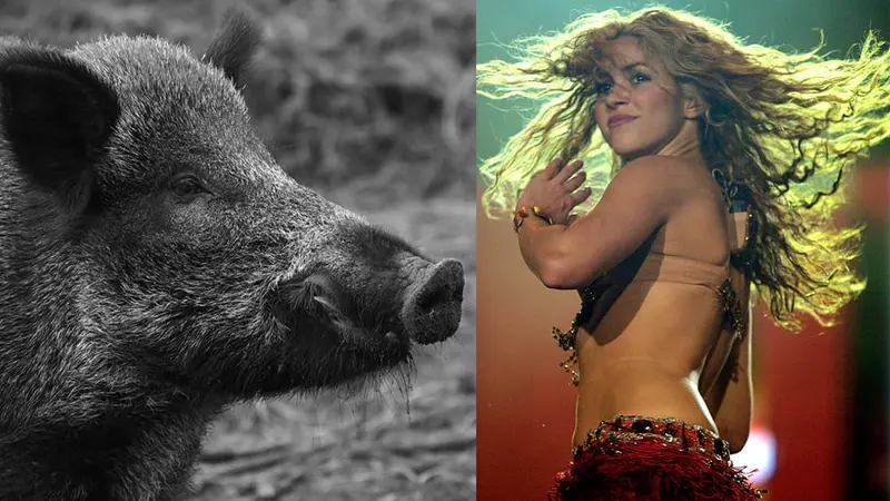 Shakira attaquée par des sangliers dans un parc de Barcelone