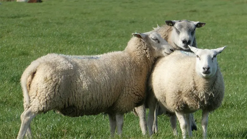 moutons