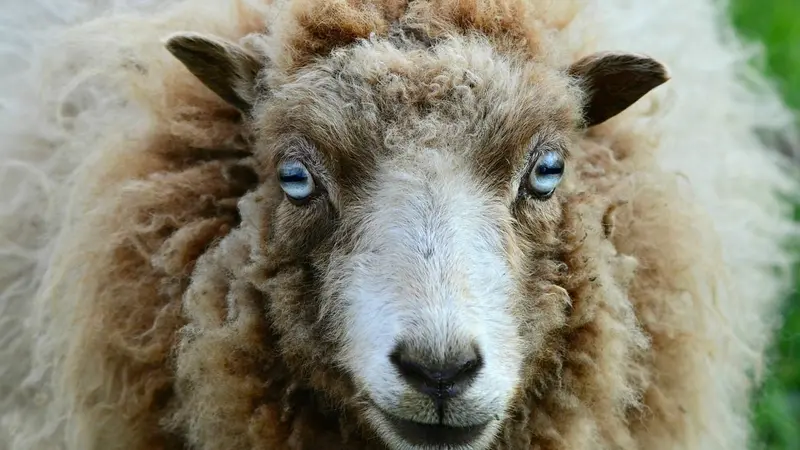 Insolite : un troupeau de moutons devenu ingérable après avoir englouti des kilos de cannabis