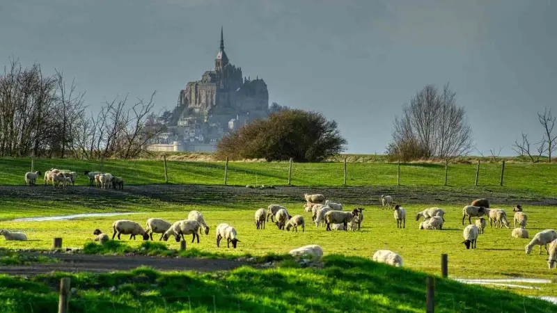 Loup Mont-Saint-Michel