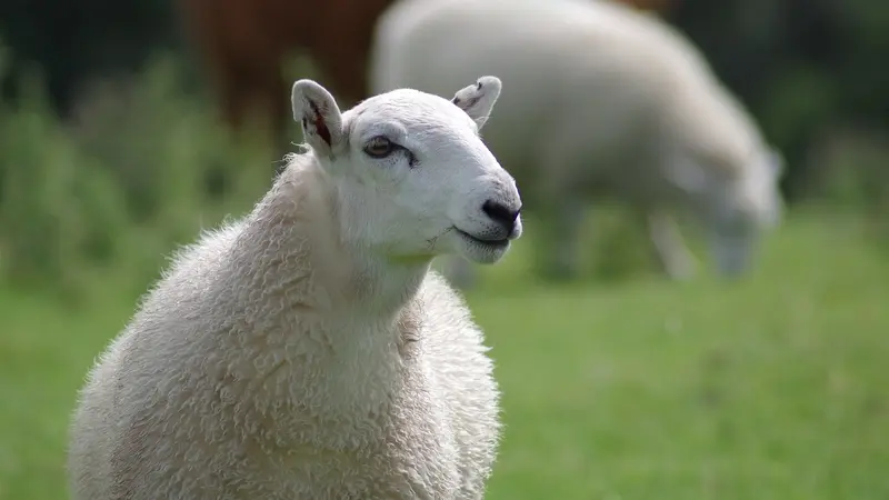 Un troupeau de 125 brebis abattues à cause du loup en Lozère
