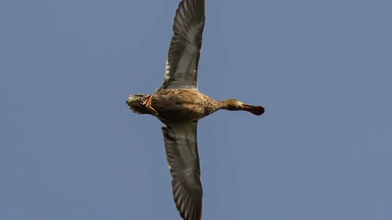 Ouverture 2023 de la chasse du gibier d’eau, c’est le jour J!