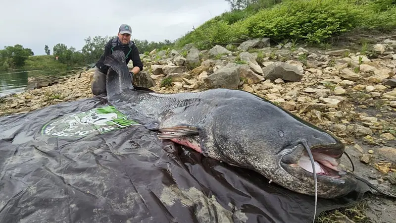 A quelques centimètres du record du monde, un pêcheur prend un énorme silure de 2,70m dans le Rhône