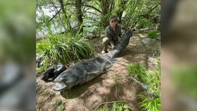 silure de 225cm dans le Tarn