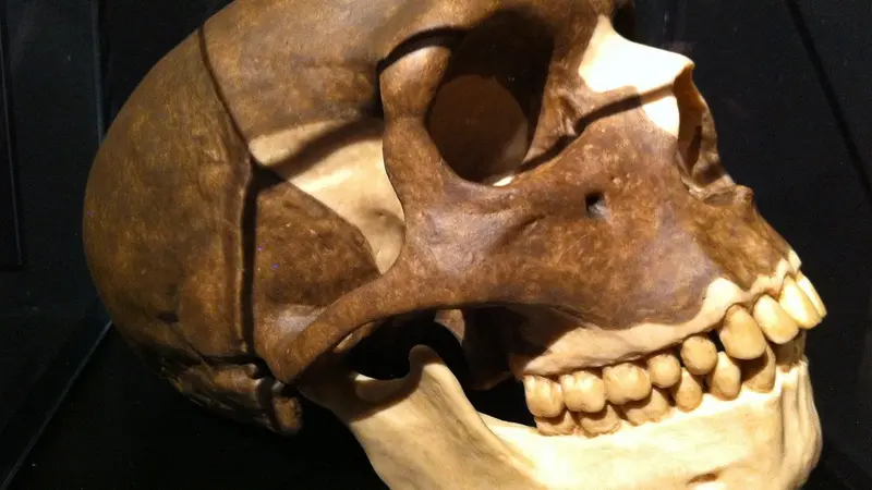 La chasse : une pratique qui aurait influencé l’évolution humaine