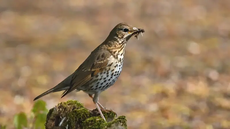 Les chasseurs à la glu demandent un nouvel arrêté pour maintenir les chasses traditionnelles