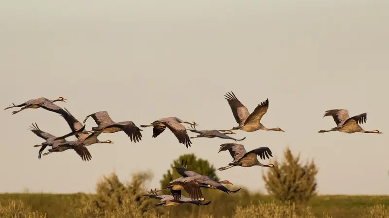 En Camargue, la population de grues cendrées a explosé ces dernières années
