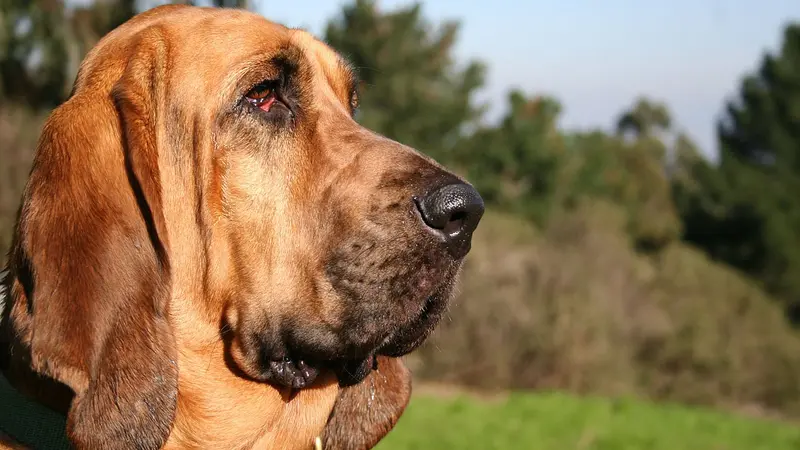 Chien de Saint-Hubert