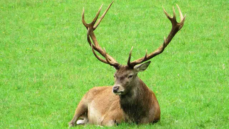 Dordogne : un cerf retrouvé décapité au milieu d’un champ