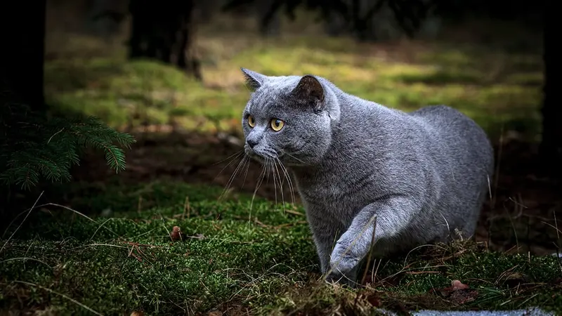 Brigitte Bardot demande une campagne de stérilisations nationale des chats