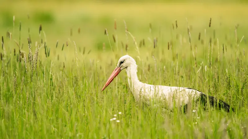 la cigogne coincée dans une canette de coca est finalement morte
