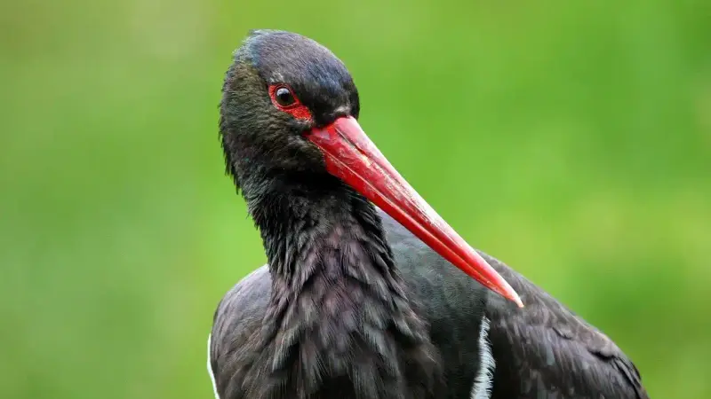 Divona, cigogne noire