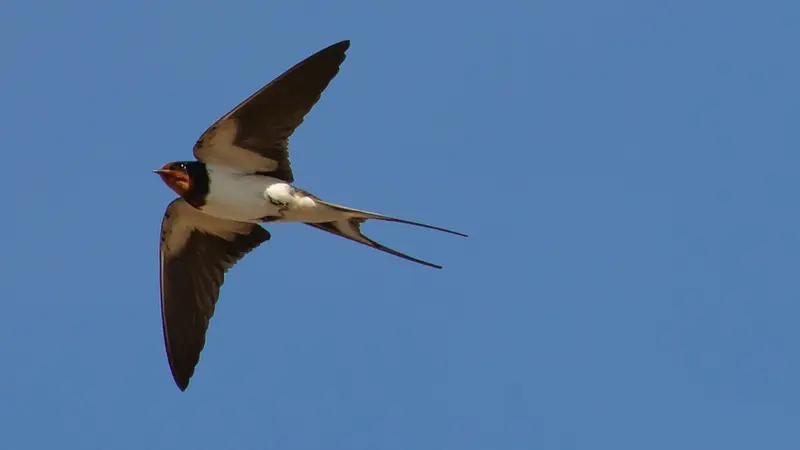 Hirondelle