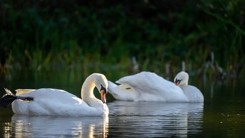 Des champs de blé et d’orge littéralement rasés par des cygnes dans l’Aube