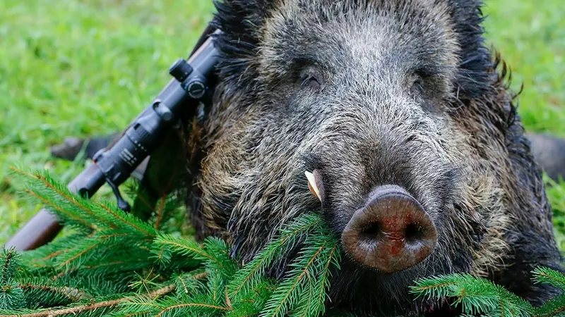 Une tonne de viande de sanglier offerte aux Restos du cœur par les chasseurs de la Somme