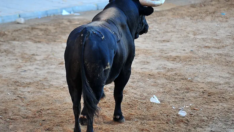 Un taureau abattu en pleine ville par la gendarmerie