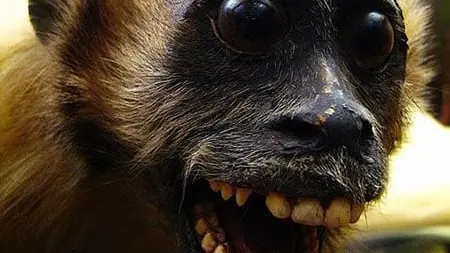 Les 10 pires taxidermies du net