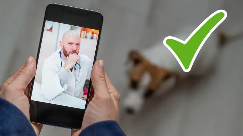 Les vétérinaires autorisés à utiliser la télémédecine