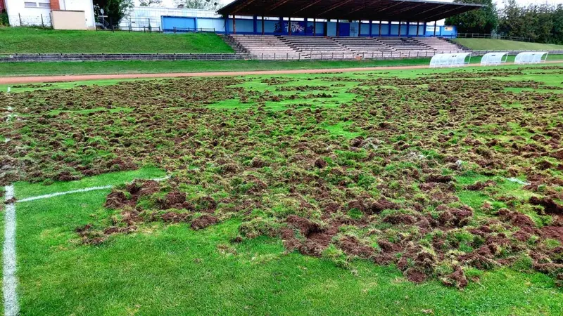 Une commune veut solliciter financièrement les chasseurs suite à des dégâts de sangliers sur son terrain de foot