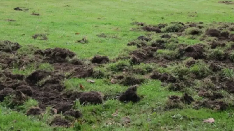 Dordogne : un terrain de football fermé jusqu’à nouvel ordre à cause des sangliers