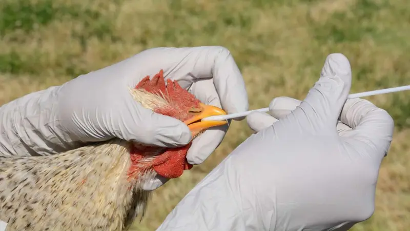 La chasse du gibier à plume interdite dans 28 communes