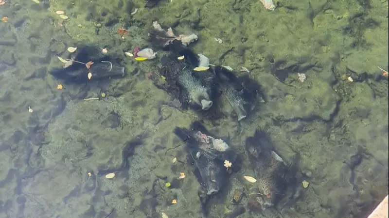 Côte-d’Or: 5 têtes de sangliers découvertes dans une rivière