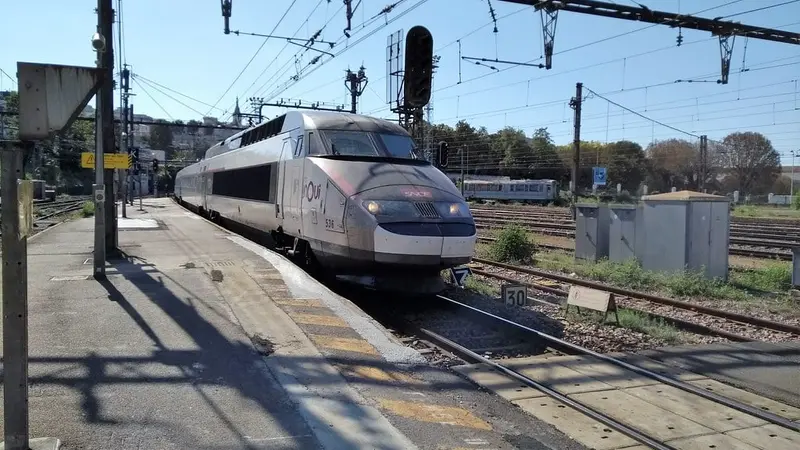 Haut-Rhin : un sanglier entre en collision avec un TGV et perturbe tout le trafic du Grand Est