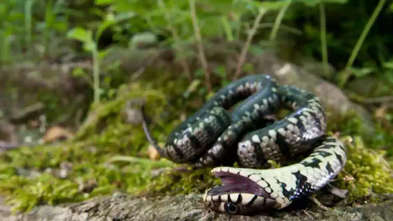 Connaissez vous la Thanatose, le simulacre de mort des animaux pour échapper au danger