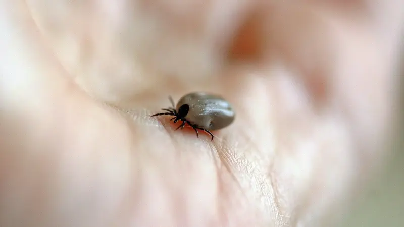 Documentaire vidéo de viàVosges sur la maladie de Lyme.