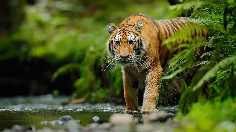 Le tigre de Chine méridionale va surement s’éteindre prochainement d’après les spécialistes