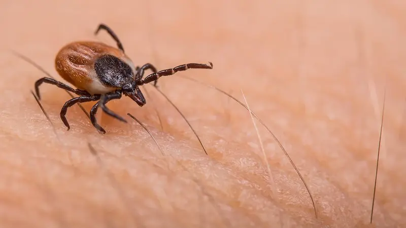 Maladie de Lyme : 14% de la population a déjà été contaminée