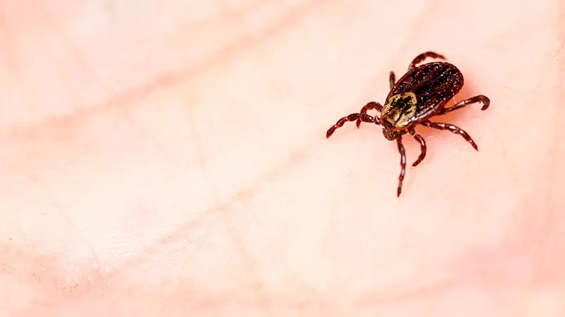 L’INRAE alerte sur les risques de piqûres de tiques même dans les jardins