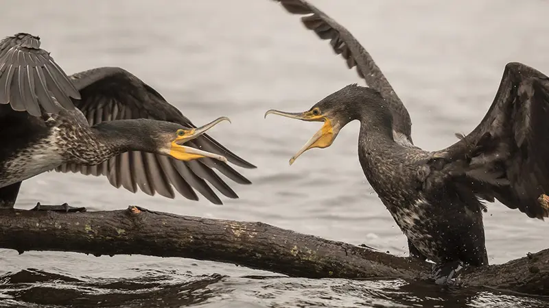 Les cormorans ne peuvent plus être régulés comme avant