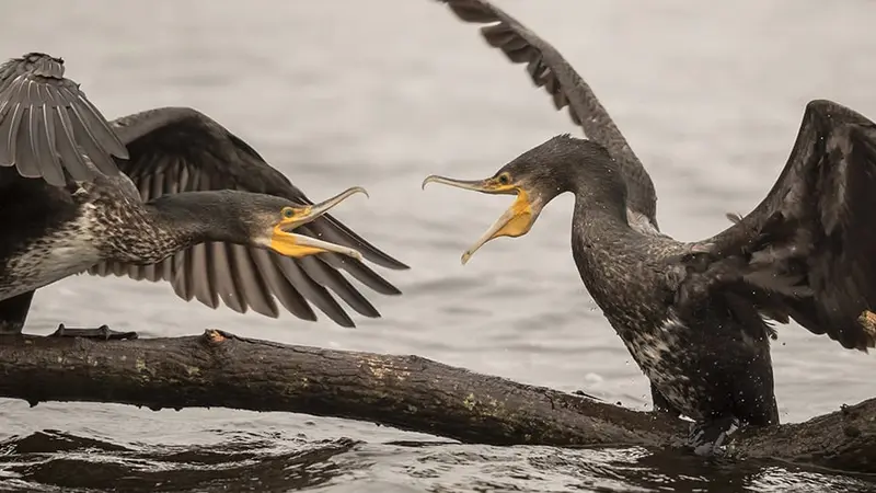 Après le Var et les Vosges, la Loire-Atlantique suspend le tir des cormorans.