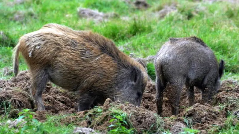 Chassez le sanglier jusqu’à fin mars dans de nombreux départements