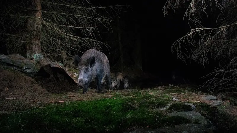L’Oise va recourir au tir de nuit des sangliers avant même la fin de la saison
