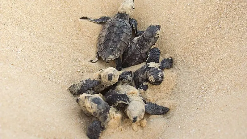 Les chasseurs de l’Hérault protègent les tortues de mer
